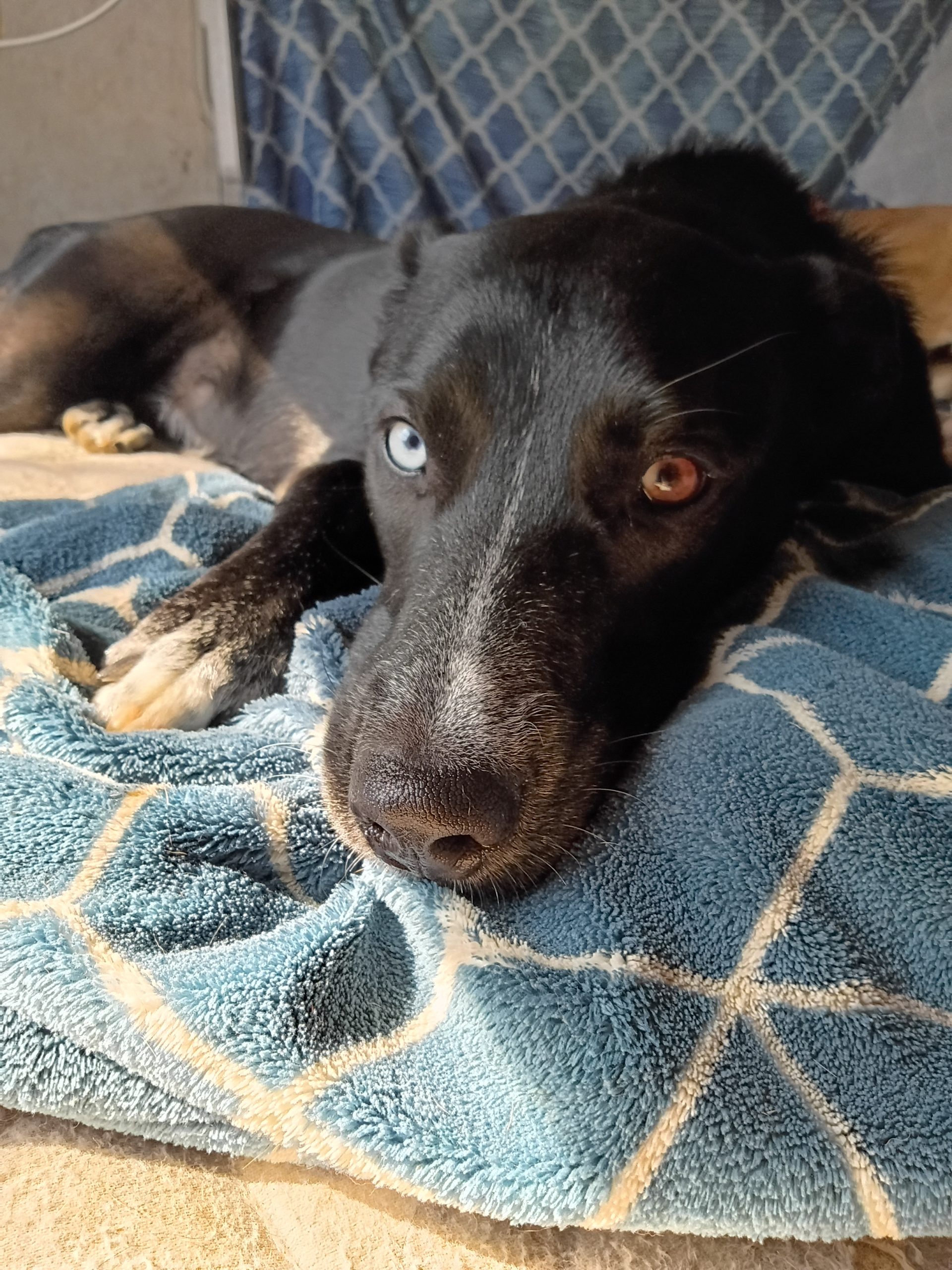 A black dog with heterochromia looking relaxed