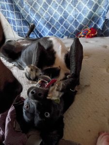 A black dog on her back playing with a cloth toy.